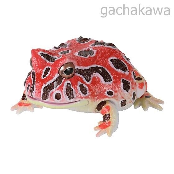 Ikimono Encyclopedia Repti Budget Frog and Ceratophrys Set of 5 capsule toy - Image 6